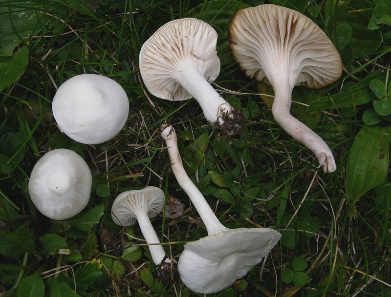 Diverse Hygrocybe da determinare/confermare.